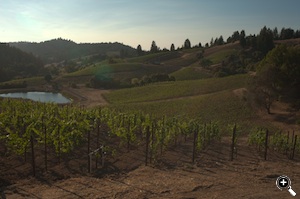Looking west from the eastern edge. The new plantings take advantage of the multiple exposures on the hillsides.