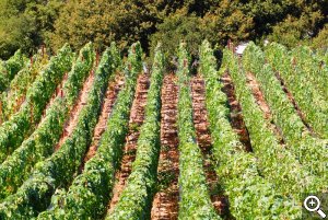 Densely planted Pinot Noir at Skyline Vineyard. Rows are spaced just three feet apart and vines are spaced only two feet from each other within the rows. This density perfectly matches the lack of soil vigor.