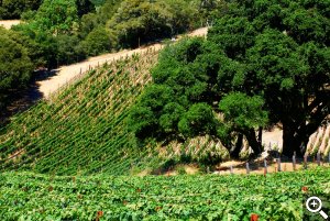 2300 feet of elevation, cold winters, cool falls and springs and hot summers combine to give Skyline Vineyard a unique microclimate.