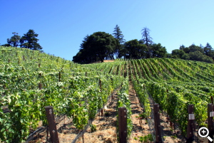 At our Skyline Vineyard steep slopes, undulating terrain and narrow rows preclude tractor work. All farming is done by hand.
