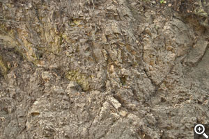 This soil profile shows the highly fractured nature of Monterey shale, allowing roots to penetrate and limiting vigor.
