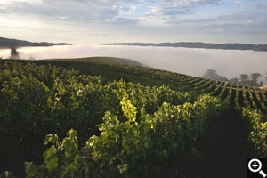 Sunrise over the upper pinot blocks frequently finds the valley below filled with fog and Horseshoe sitting just above it.