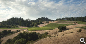 A view of the Horseshoe from the east shows Chardonnay in the two leftmost blocks, Syrah in the center foreground, then the hillside, east facing and upper pinot blocks above and right.