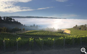 A morning view down the hillside Pinot blocks and over the 'cheeseblock' lower Syrah and the Chardonnay blocks.