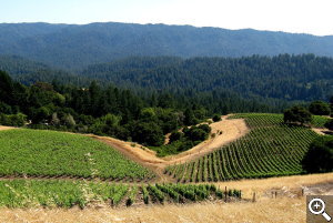 A view of the lower vineyard blocks at Horseshoe Ranch.